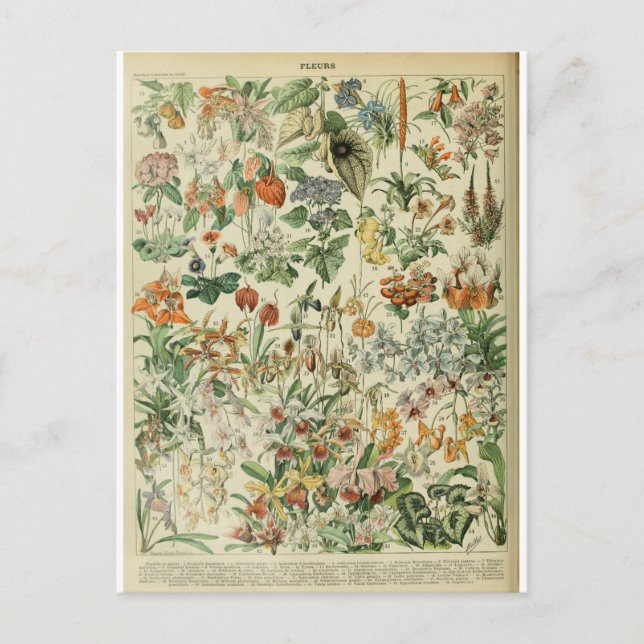 Illustrationswörterbuchflöhe Postkarte (Vorderseite)