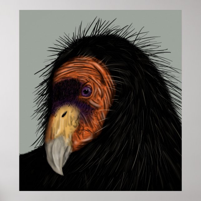 Illustriert California Condor Poster (Vorne)