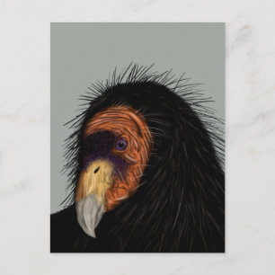 Illustriert California Condor Postkarte