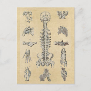 Illustrierte Anatomie des menschlichen Skeletts Postkarte