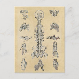 Illustrierte Anatomie des menschlichen Skeletts Postkarte