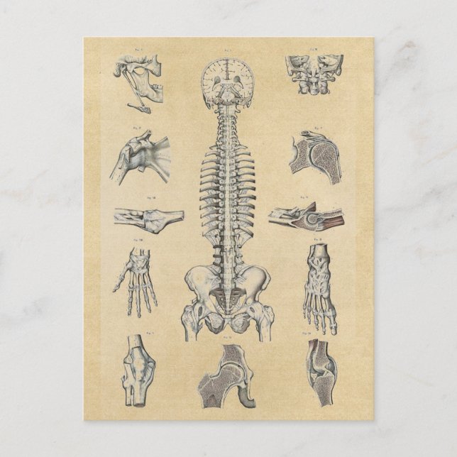 Illustrierte Anatomie des menschlichen Skeletts Postkarte (Vorderseite)