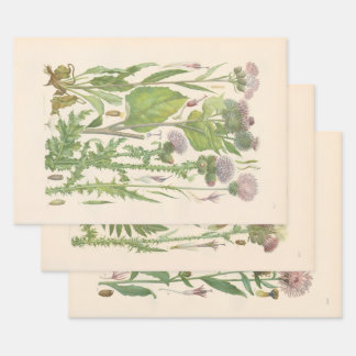 Illustrierte Flora von Mitteleuropa von Gustav Heg Geschenkpapier Set