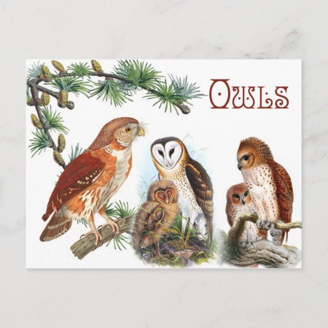 Illustrierte Owls Postkarte (Vorderseite)