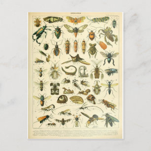 Illustriertes Insektenwörterbuch Postkarte