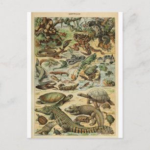 Illustriertes Reptilienwörterbuch Postkarte