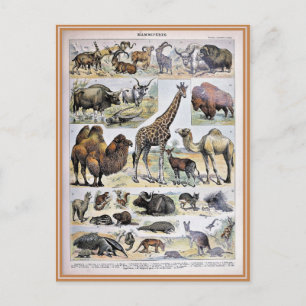 Illustriertes Wörterbuch Säugetiere Postkarte