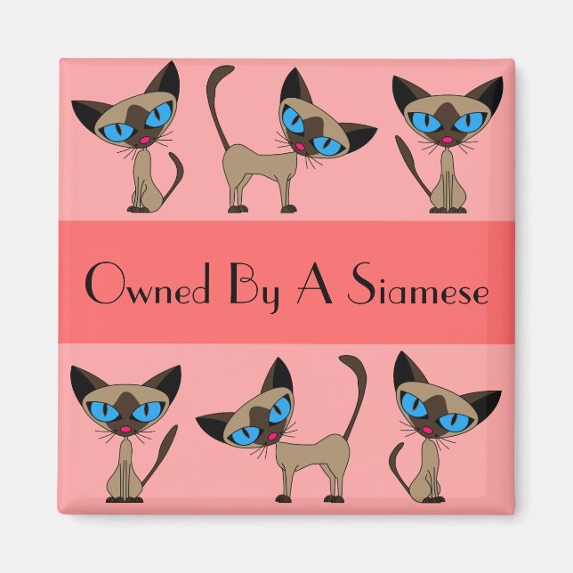 Im Besitz eines siamesischen Magnets Magnet (Vorne)