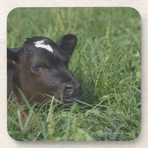 Im chinesischen Tierkreis ist 2009 Jahr des Ochsen Untersetzer