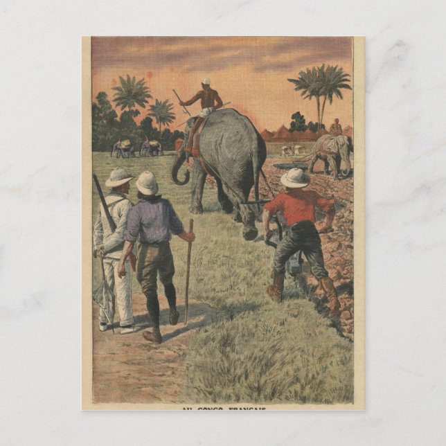 Im französischen Kongo trainierte der Elefant zu p Postkarte (Vorderseite)