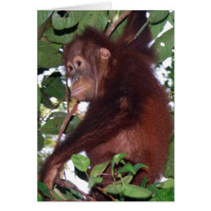 Im Freien: Orangutan