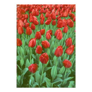 Im Frühling blüht das Tulip-Feld. Fotodruck