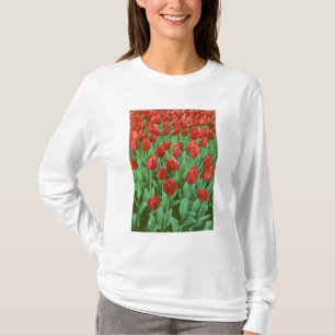 Im Frühling blüht das Tulip-Feld. T-Shirt