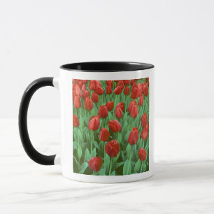 Im Frühling blüht das Tulip-Feld. Tasse