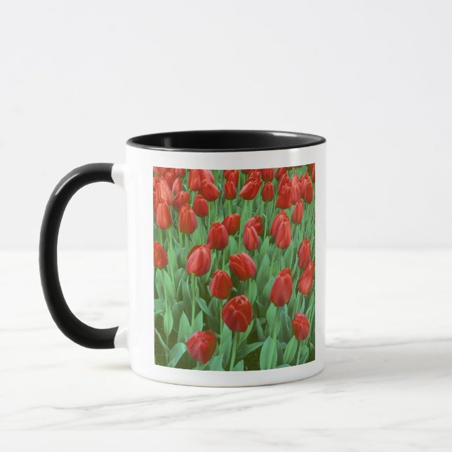 Im Frühling blüht das Tulip-Feld. Tasse (Links)