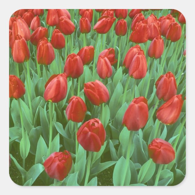 Im Frühling blüht das Tulpenfeld. Quadratischer Aufkleber (Vorderseite)