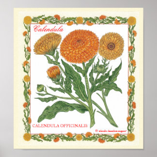 Im Garten ~ Calendula Poster