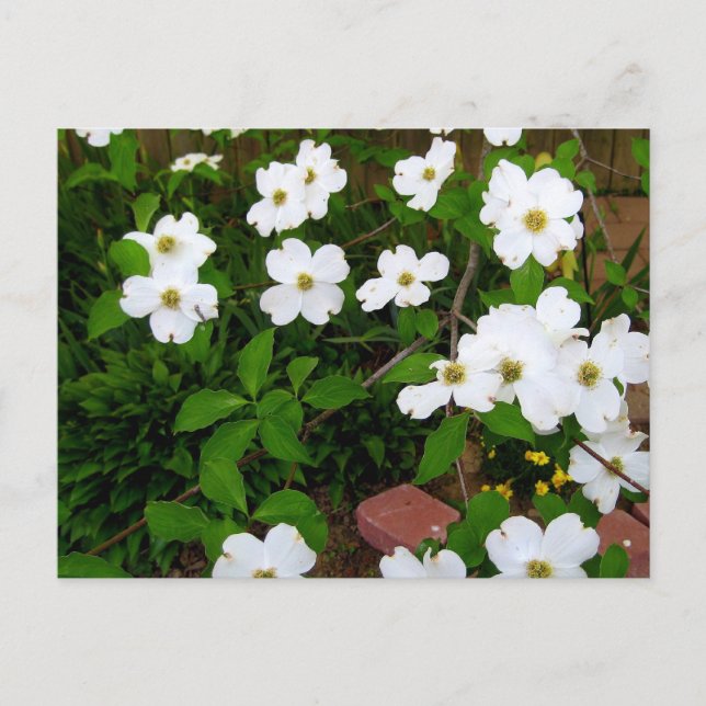 Im Garten ~ Dogwood-Blüten Postkarte (Vorderseite)