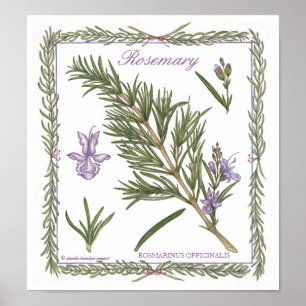 Im Garten ~ Rosemary Poster