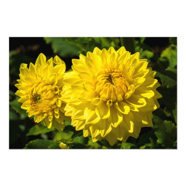 Im Garten von Dahlia 3 Fotodruck (Vorne)