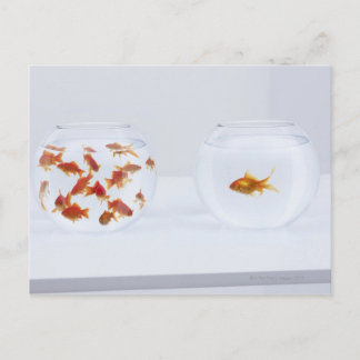 Im Gegensatz zu vielen Goldfischen in Fischschüsse Postkarte