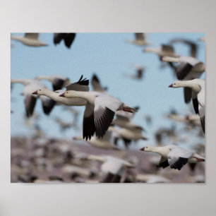 Im Himmel von Socorro schweben Poster