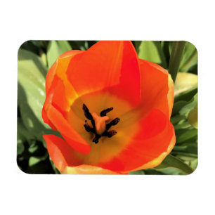 Im Inneren einer orangen Tulpe Magnet
