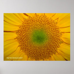 Im Inneren einer Sonnenblume Poster