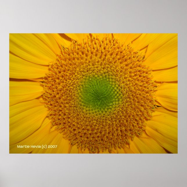 Im Inneren einer Sonnenblume Poster (Vorne)