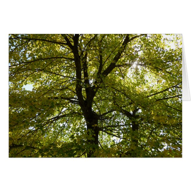 Im Inneren eines gelben Ahornbaumes die Herbstnatu (Vorderseite (Horizontal))