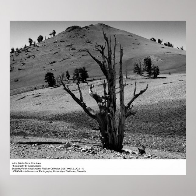 Im Kieferngebiet Bristle-Cone von Ansel Adams Poster (Vorne)