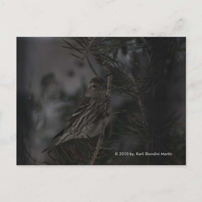 Im Kiefernwald Postkarte (Vorderseite)