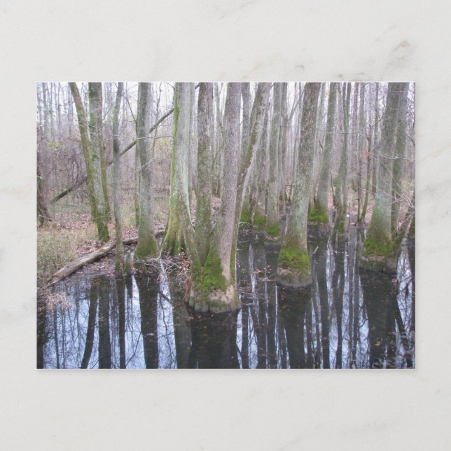 im Land Makebelieve Postkarte (Vorderseite)