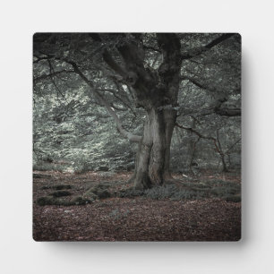 Im Märchenwald Fotoplatte