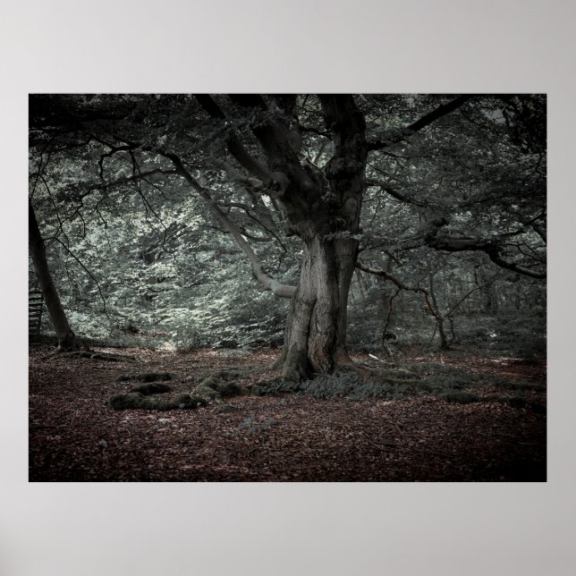 Im Märchenwald Poster (Vorne)