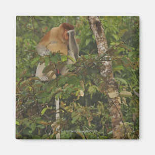 im Regenwald, Borneo Island, Malaysia Magnet