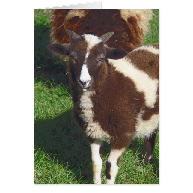 im Sommer winzig (Vorne)