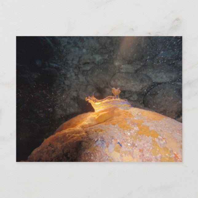 Im Spotlight gefangen Postkarte (Vorderseite)