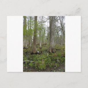 Im Sumpf Postkarte