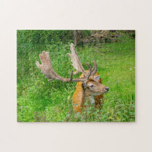 Im Versteck - Hirsche - Fotografie von Wildtieren Puzzle