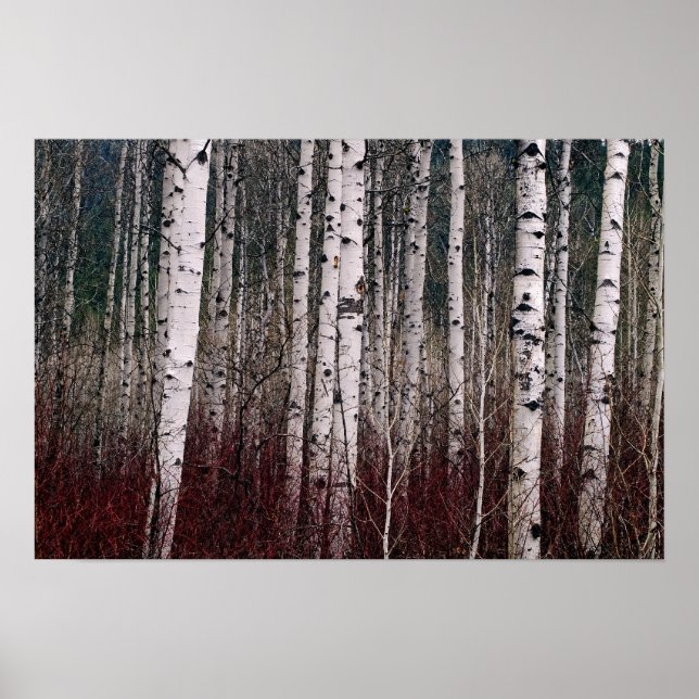 Im Wald. Poster (Vorne)