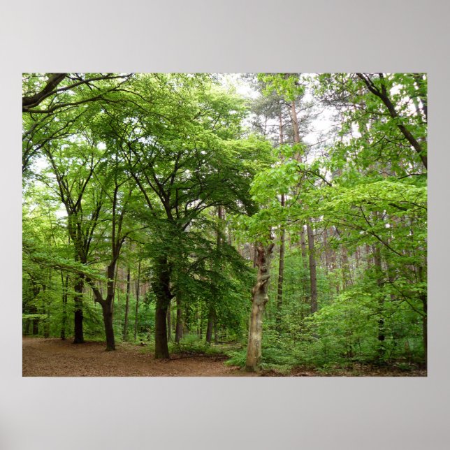 Im Wald Poster (Vorne)
