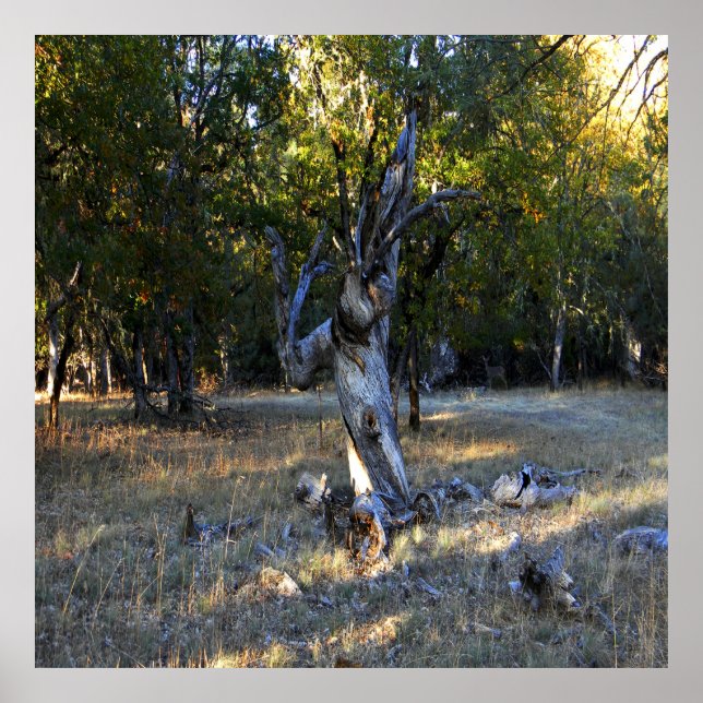 Im Wald.... Poster (Vorne)