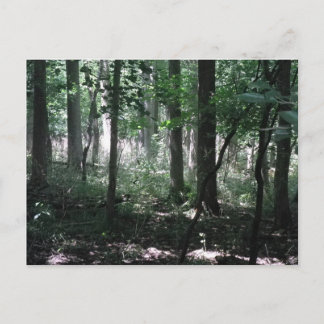 Im Wald Postkarte