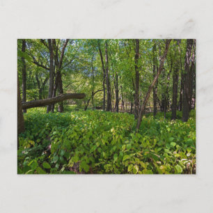 im Wald zu Fort Snelling Staat Park Postcard Postkarte