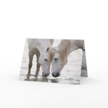 Im Wasser bei Morgendämmerung Pferdegrußkarte