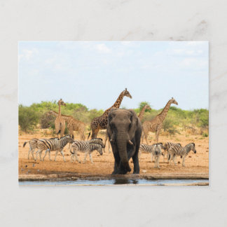 Im Waterhole Postkarte