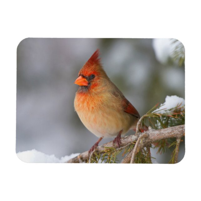 Im Winter in Fichtenbaum im Kardinal Magnet (Horizontal)