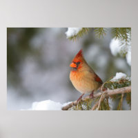 Im Winter in Fichtenbaum im Kardinal