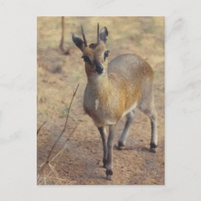Im Zoo - Postkarte (Vorderseite)